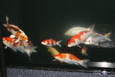 20070821suisou 007t-400